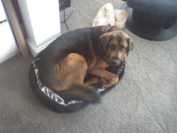 Why “Wonder” and movies like it are hard for me to enjoy (a tribute to a good&nbsp;dog)